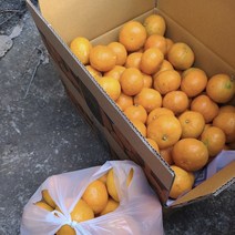 금귤 하우스귤 신선한 제주도하우스귤 제주감귤농장 3kg 5kg, 하우스감귤 로얄 중대과 2kg