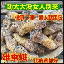 웅잠아 수컷 누에나방 분말가루 동북 남성강장 약재, 수컷누에나방 분말 250g