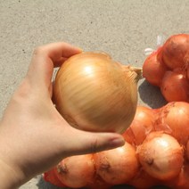 [당일출고-23년 햇양파] 대아 황토 햇양파 3kg 5kg 10kg 무안 창녕 함양양파, 햇양파 중+대3kg