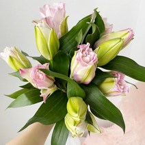 솜리플라워 겹백합 한줄기 겨울 행복 생화 꽃 2월 양재 꽃시장 꽃배달싼곳