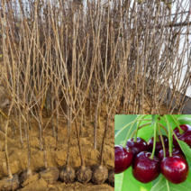 [모든원예조경] 체리나무 (라핀) 결실주 분묘 자가결실 체리묘목 과수 유실수