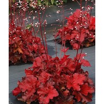 휴케라-포에버레드(Forever Red) 야생화 / 노지월동 / 지피식물 / 음지식물