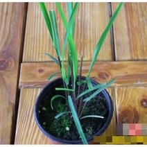 허브Herb/채소식물 레몬그라스 화분모종 3개 (L0240)