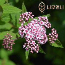 조팝나무 나무언니, 스파클링샴페인 4치포트(2개세트)