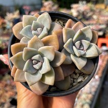 살구미인 다육식물 용인수다육