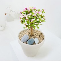비오스 다육 테라리움 DIY 키트 - 동물 시리즈(15cm) 다육식물 DIY세트, 3번
