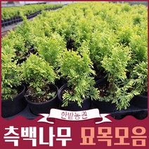 서양측백나무 울타리나무 묘목모음 스카이로켓 황금주목 골든스마라그 에메랄드골드 조경 정원꾸미기, 08.블루애로우 P9포트묘