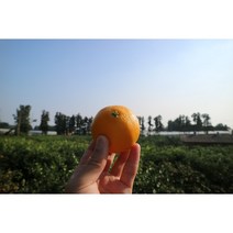 [파파곡창]고당도 스테비아 게르마늄 농법 제주 서귀포 감귤 농장 노지 조생 황금향 5kg, 중대과 5kg, 1개