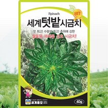 세계텃밭 시금치 씨앗 시금치 씨 월동 종자 40g, 1개