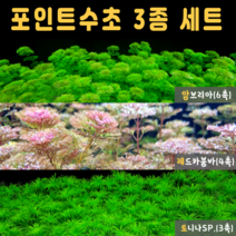 [비바소녀] 포인트 인기수초3종(13촉) 세트(암브리아 레드카붐바 토니나sp)