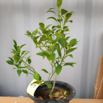 오너클랜 레드향 나무 (결실주) 화분, 본품, 단일