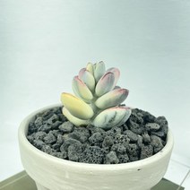 방울 복랑금 1두 독일크림토분 검정화산석 복랑 비싼 다육이 식물 재테크 다유기, 기본마사, 1개