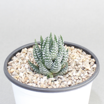 아이엠플랜트 화이트포트 선인장 다육이 모음, 1개, 13.월동자