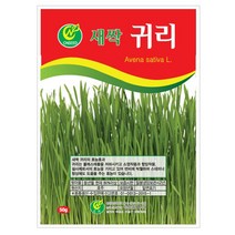 귀리 새싹 씨앗 귀리씨 캣그라스 50g