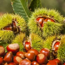 기타브랜드 [베리세상]국내산 햇 옥광밤 2kg(대), 1개