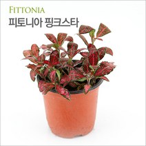 피알피쉬 조경식물 피토니아 핑크스타 (Fittonia)/ 수경재배가능