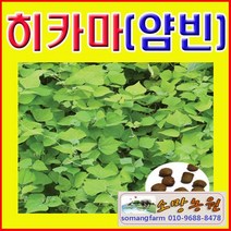 (J소망)히카마(얌빈)씨앗20g(약 100립)