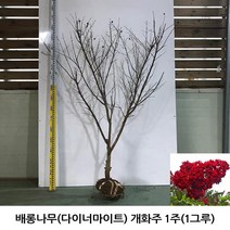 배롱나무(다이너마이트) 개화주(분) 1주(1그루)