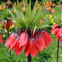 구근]프리틸라리아 (왕패모)-레드 뷰티 / 1구 Q1030-4