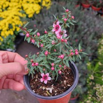 호주매화 꽃몽울이 바글바글 해요