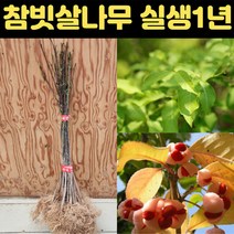 화살나무 묘목 참빗살나무 1년생 2세트 정원 가드닝 조경수, 상세페이지 참조