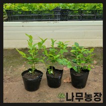 (나무농장) 블루베리나무 2년생포트 ( 뉴하노버 ) ( 2주묶음 ), 1개