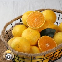 블루제주 서귀포 황금향 4.5kg (소과 20-35과 실속포장), 단품