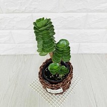 ⊙♭한정판매◎ 식물 공기정화식물 녹비단 녹비단키우기 라탄화분포함 (‡♩zQL), ♬본 상품 선택하기_WelSup™