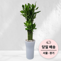 에코플랜트 실내공기정화 식물 개업식 집들이 거실 인테리어화분 사무실 이전 축화화분[서울.경기 평일 당일배송]<토요일 오후 일요일 주문건 월요일배송>, 06. 황금죽, 1개” class=”wr-img”></a></div>
</div>
</div>
</div>
<div class=