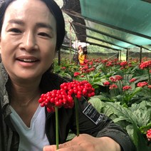 70년재배 홍제원 인삼 홍삼 파삼 난발삼 원수삼 세척삼 무세척삼 면역력증강 파삼 500g, 00_무세척6년근파삼500g