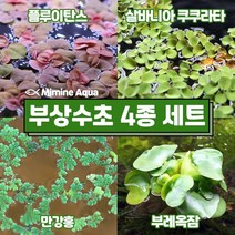 둥둥 수조 위 뜨는 부상 수초 키우기 4종 세트(SET19), 단품
