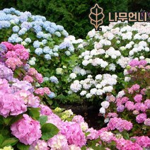 정원수국 수국 나무언니, 엔들레스썸머 오리지널 4치 장포트 (2개묶음), 1개