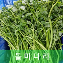 미나리 향긋한 돌미나리 4kg 내외 발품장터, 1개
