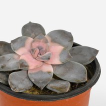 펜타드럼 다육 식물 모종 소품 마이플랜트, 펜타드럼 다육 소품, 10호 핑크, 1개