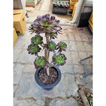 팅커벨 흑법사40cm, 1개