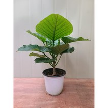 휘카스 움베르타 / 랜덤 발송 / 나무만 25cm내외 (포트 제외), 1개