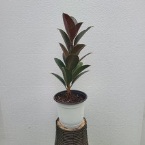 반려식물 멜라니고무나무 작은중품 30~40cm 49
