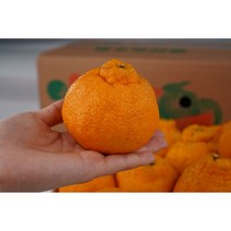 제주도 한라봉 3KG 5KG 10KG 농부가 직접 딴 한라봉