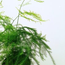 [꽃파는농부] 가늘고 부드러운 수형이 매력적인 겨울에 강한 관상용식물 아스파라거스