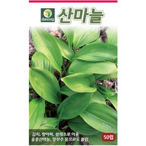 곤드레 100립 - 씨 씨앗 곤드레씨앗 곤드레씨 나물씨 나물씨앗 민속채소 채소씨 채소씨앗 고려엉겅퀴, 21_다농_산마늘(50립)