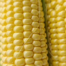 특품 백초당옥수수 이장농산 5개, 상세페이지 참조