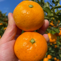 [새콤달콤이네 ] 제주 고당도 감귤/ 저농약 감귤 (3kg/5kg10kg) (소과~중대과), 01. 고당도 조생귤 3kg 꼬마