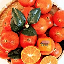 2kg_제주도홍매향_소과_벌크_하우스홍매향_제주도명품과일 A444, 상세페이지 참조