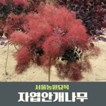 서울농원묘목/자엽안개나무 7호사각포트묘 조경수