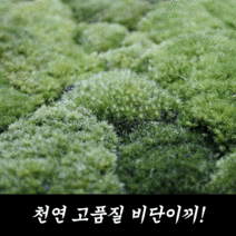[우야플랜트샵] 천연 비단이끼 생이끼 이끼식물 이끼키우기 분재 테라리움 코케다마 18cm x 14cm, 10개