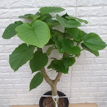 휘카스 움베르타68 - 휘커스 움베르타 공기정화식물