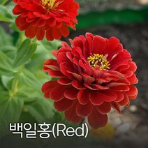 코리아팜 백일홍(레드) 50g
