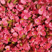 해찬농원 베고니아 포트묘 10주 SET 조경수 정원수 사철베고니아, 흰색, 10개