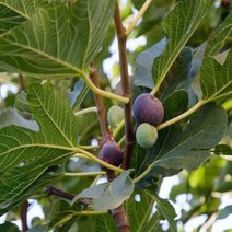 친구식물 무화과 나무 묘목 과실수