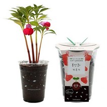 틔움세상 식물키우기 틔움 컵가든 봉선화 키우기세트 텃밭가꾸기세트 베란다텃밭DIY